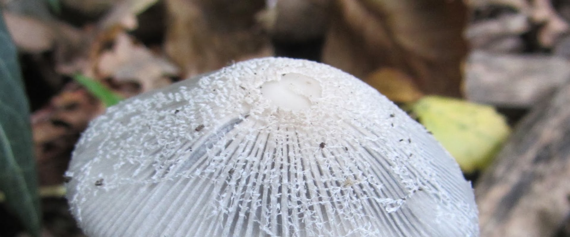 Wilde paddenstoelen in de achtertuin?