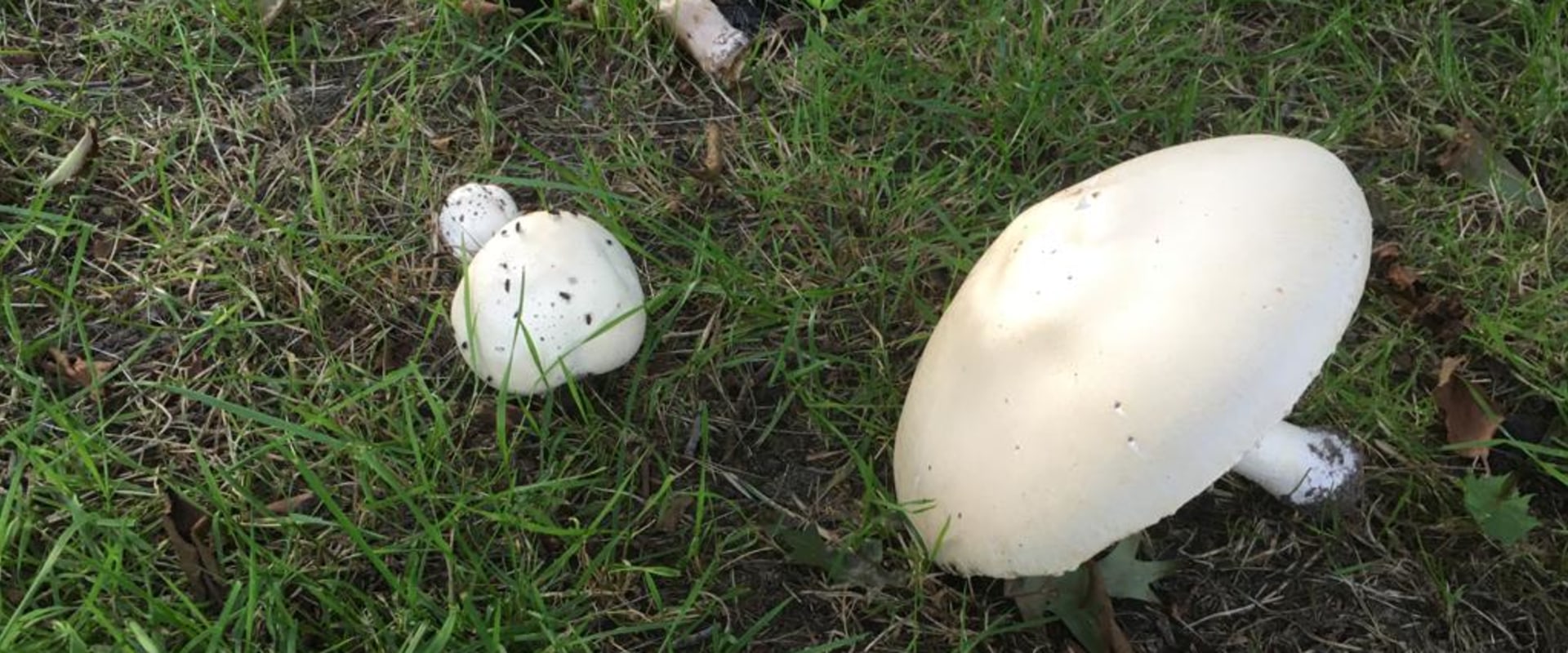 Wat voor soort paddenstoelen groeien er in mijn achtertuin?