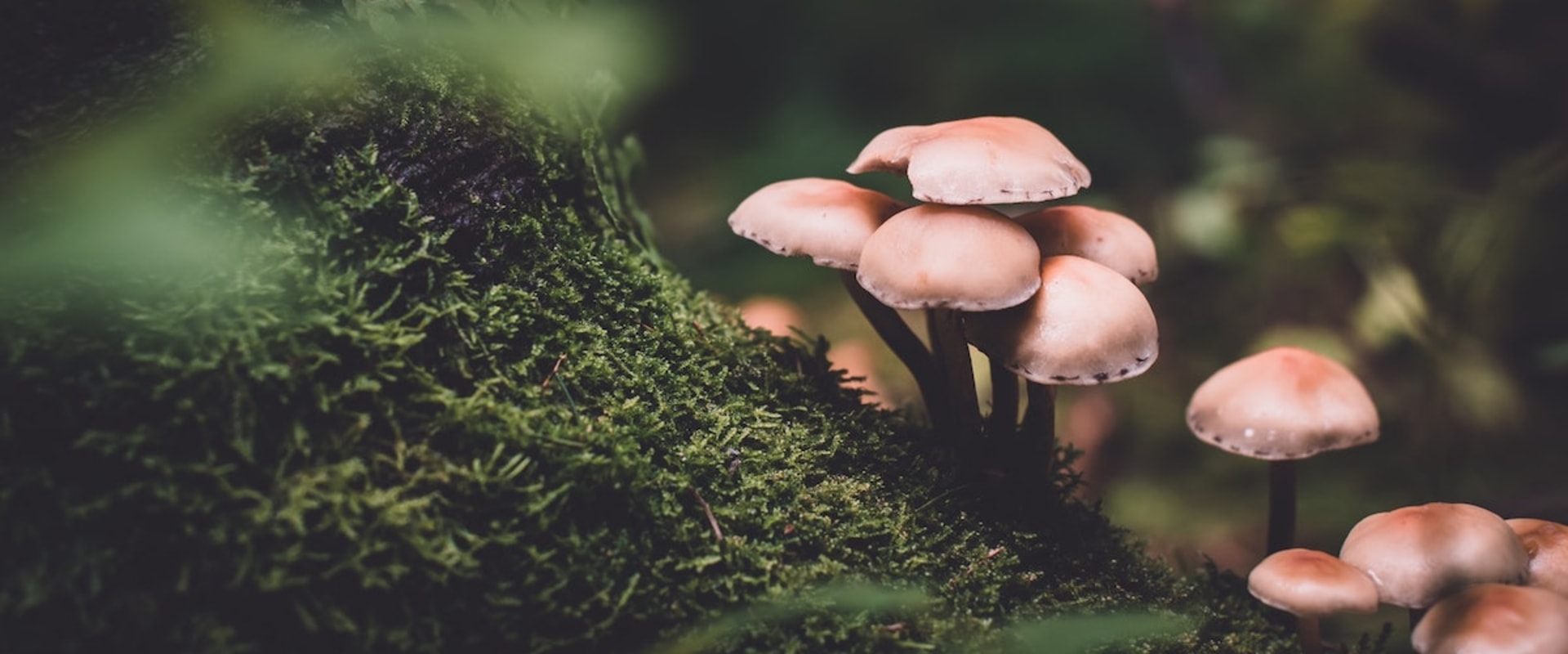 Hoe paddenstoelen in de achtertuin te kweken?