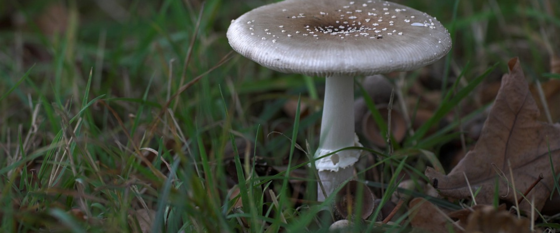 Witte paddenstoelen in de achtertuin?