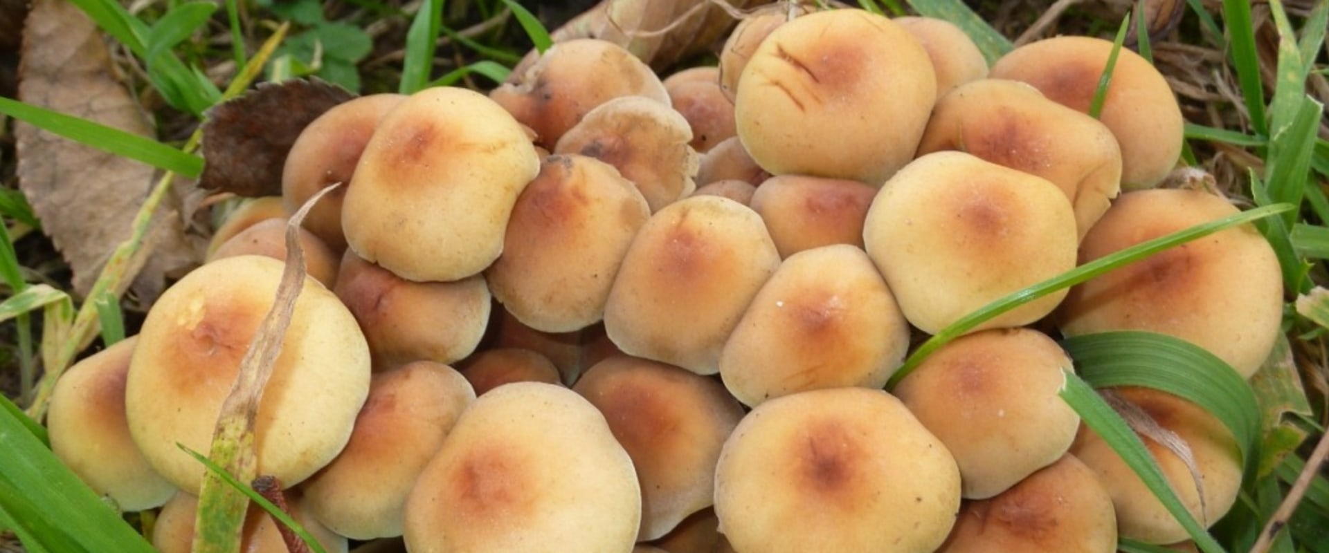Zijn paddenstoelen in de achtertuin?