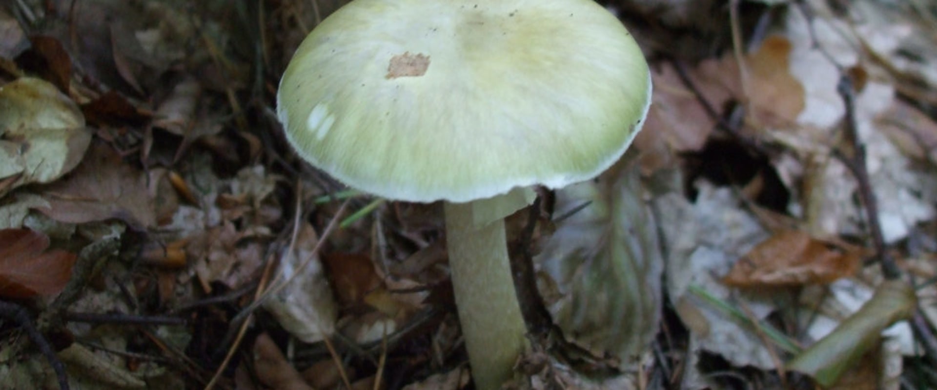 Kun je paddenstoelen eten uit je achtertuin?