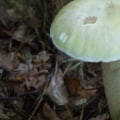 Zijn paddenstoelen in de achtertuin gevaarlijk?