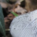 Wilde paddenstoelen in de achtertuin?