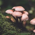 Hoe voorkom je paddenstoelen in je tuin?