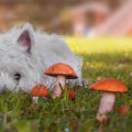 Welke paddenstoelen zijn giftig voor honden?