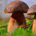 Meest voorkomende paddenstoelen in de achtertuin?