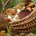 Zijn paddenstoelen in de achtertuin veilig om te eten?