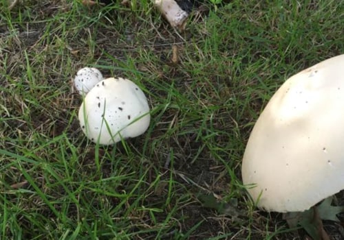 Wat zijn de paddenstoelen die in je tuin groeien?
