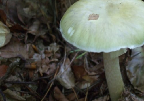 Zijn achtertuinpaddenstoelen giftig om aan te raken?