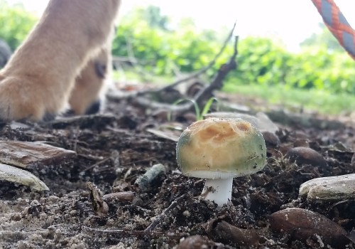 Kunnen tuinpaddenstoelen schadelijk zijn voor honden?