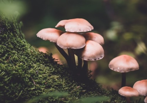 Hoe paddenstoelen in de achtertuin te kweken?