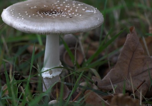 Witte paddenstoelen in de achtertuin?