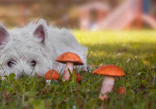 Welke paddenstoelen zijn giftig voor honden?
