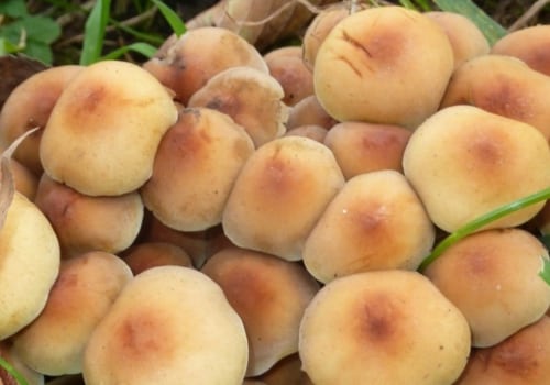 Zijn paddenstoelen in de achtertuin eetbaar?