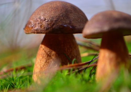 Meest voorkomende paddenstoelen in de achtertuin?