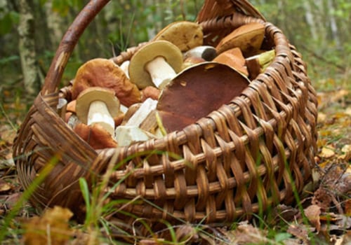 Zijn paddenstoelen in de achtertuin veilig om te eten?